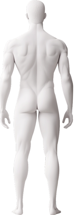Team View Body Back Image